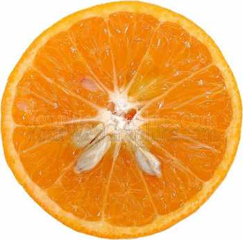 photo - orange-slice-jpg